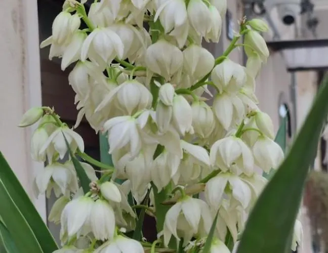 La Maison De Lucietta